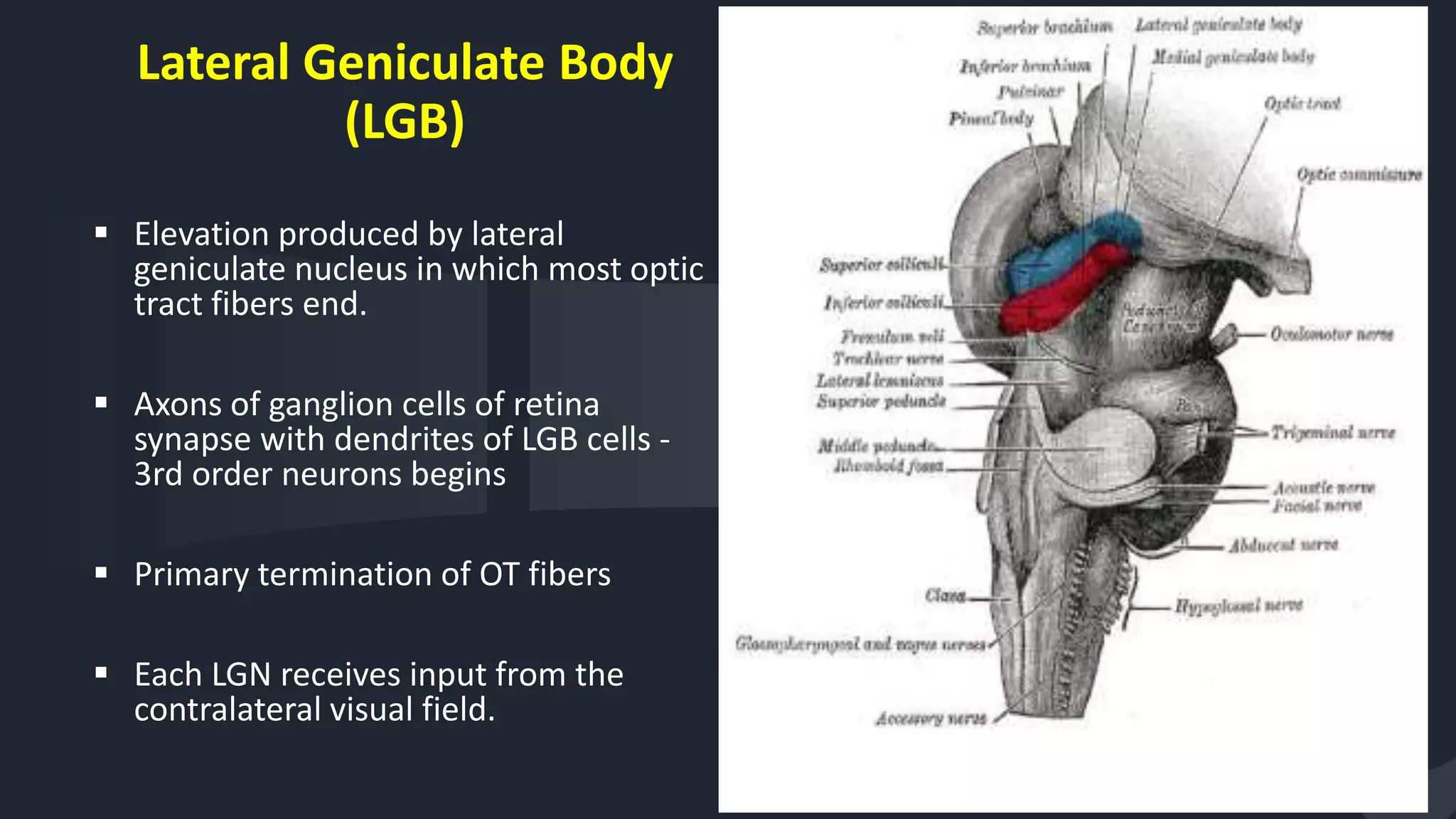 Lateral Geniculate Body
(LGB)
 Elevation produced by lateral
geniculate nucleus in which most optic
tract fibers end.
 Axons of ganglion cells of retina
synapse with dendrites of LGB cells -
3rd order neurons begins
 Primary termination of OT fibers
 Each LGN receives input from the
contralateral visual field.
20
 