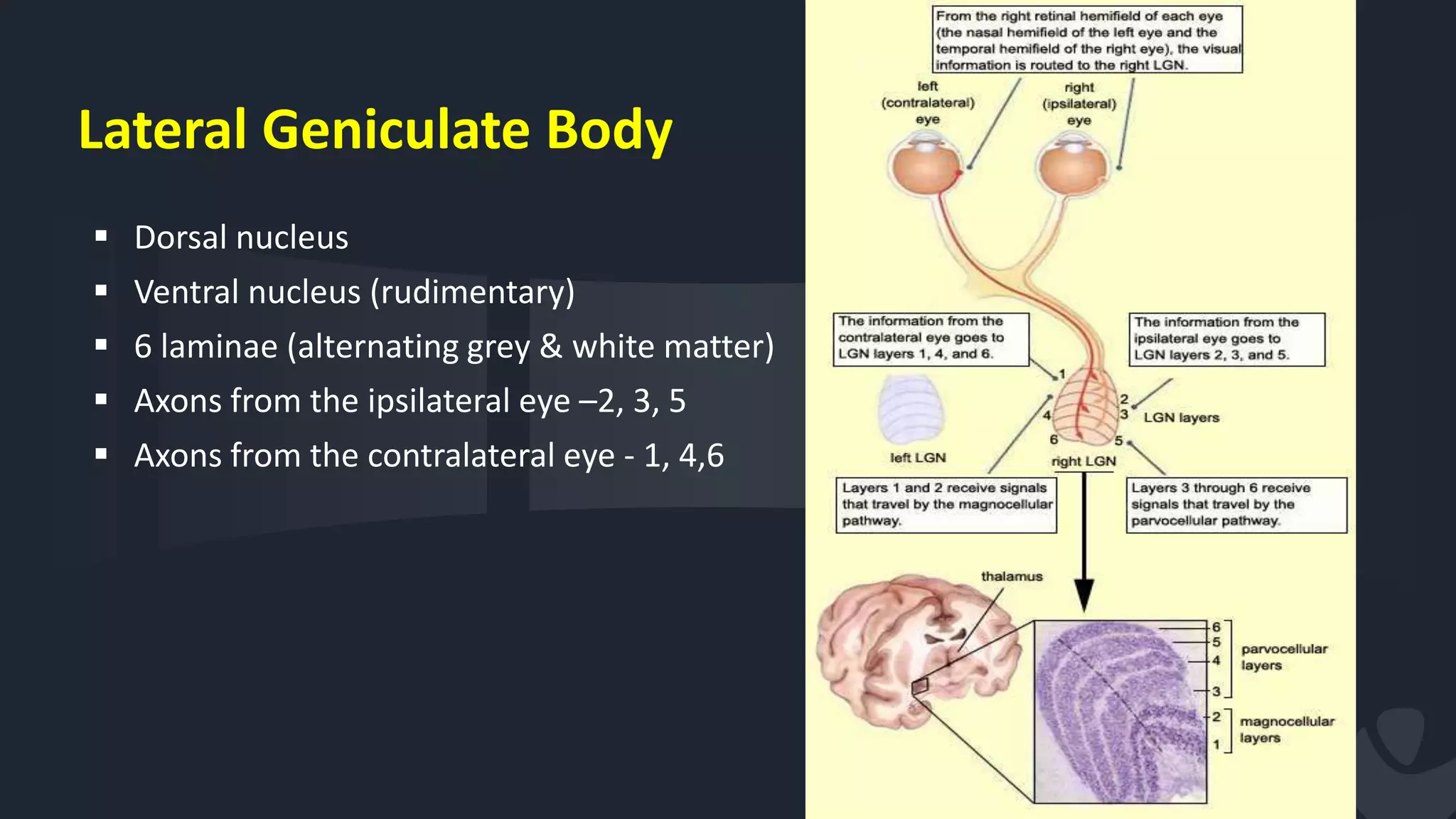 Lateral Geniculate Body
 Dorsal nucleus
 Ventral nucleus (rudimentary)
 6 laminae (alternating grey & white matter)
 Axons from the ipsilateral eye –2, 3, 5
 Axons from the contralateral eye - 1, 4,6
21
 