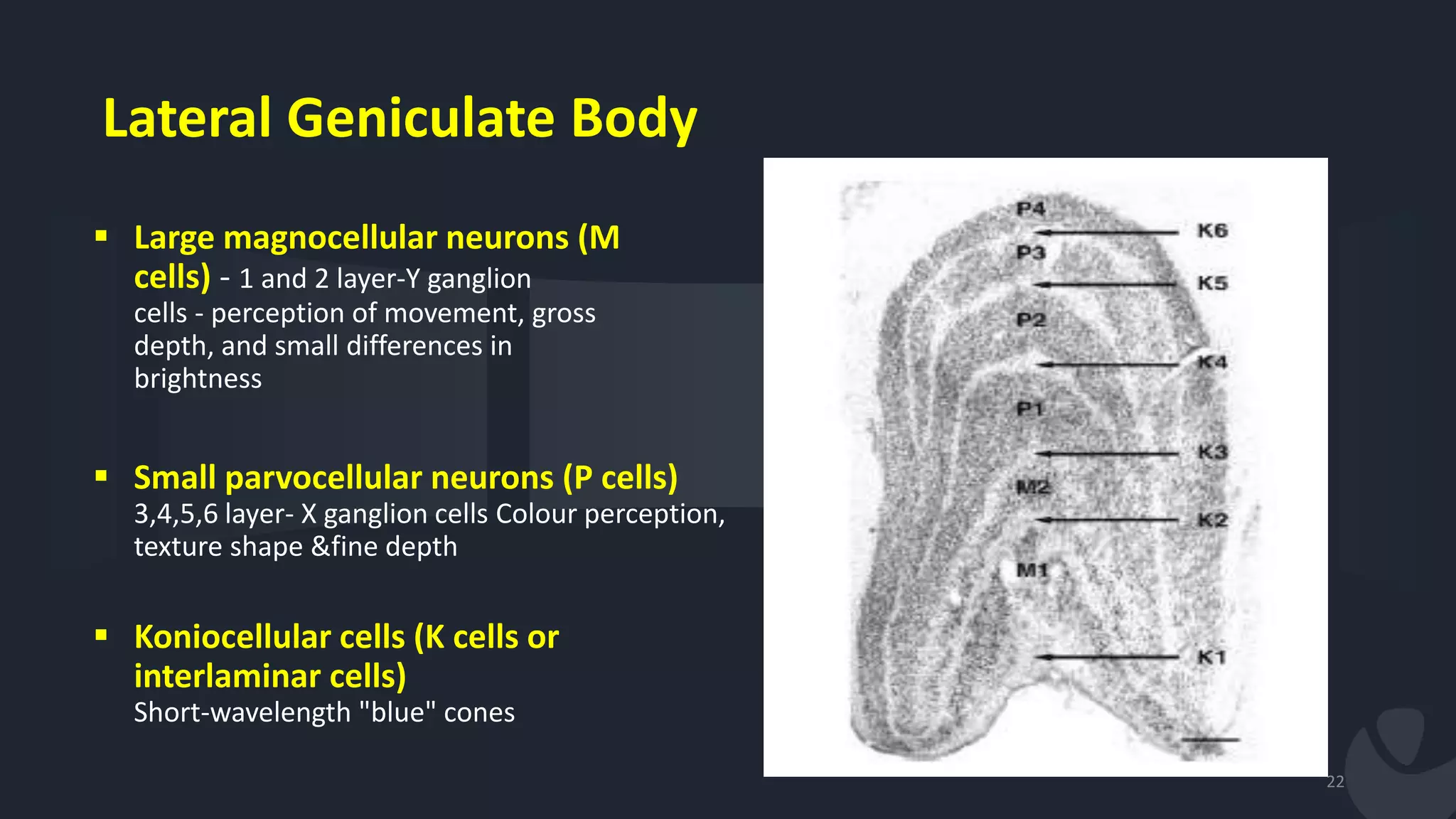 Lateral Geniculate Body
 Large magnocellular neurons (M
cells) - 1 and 2 layer-Y ganglion
cells - perception of movement, gross
depth, and small differences in
brightness
 Small parvocellular neurons (P cells)
3,4,5,6 layer- X ganglion cells Colour perception,
texture shape &fine depth
 Koniocellular cells (K cells or
interlaminar cells)
Short-wavelength "blue" cones
22
 