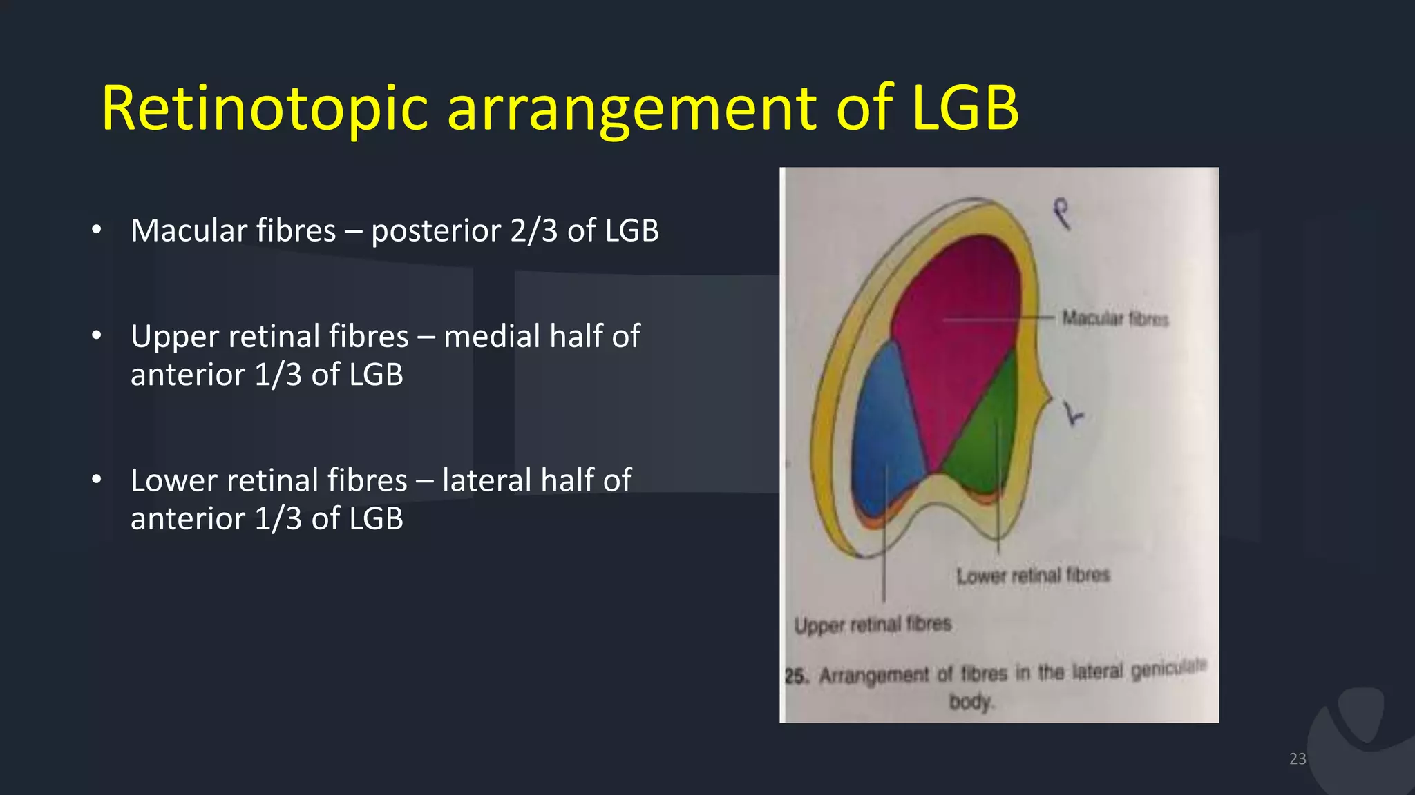 Retinotopic arrangement of LGB
• Macular fibres – posterior 2/3 of LGB
• Upper retinal fibres – medial half of
anterior 1/3 of LGB
• Lower retinal fibres – lateral half of
anterior 1/3 of LGB
23
 