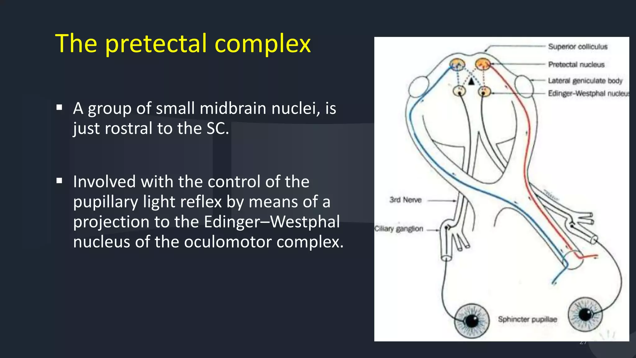 27
 A group of small midbrain nuclei, is
just rostral to the SC.
 Involved with the control of the
pupillary light reflex by means of a
projection to the Edinger–Westphal
nucleus of the oculomotor complex.
The pretectal complex
 