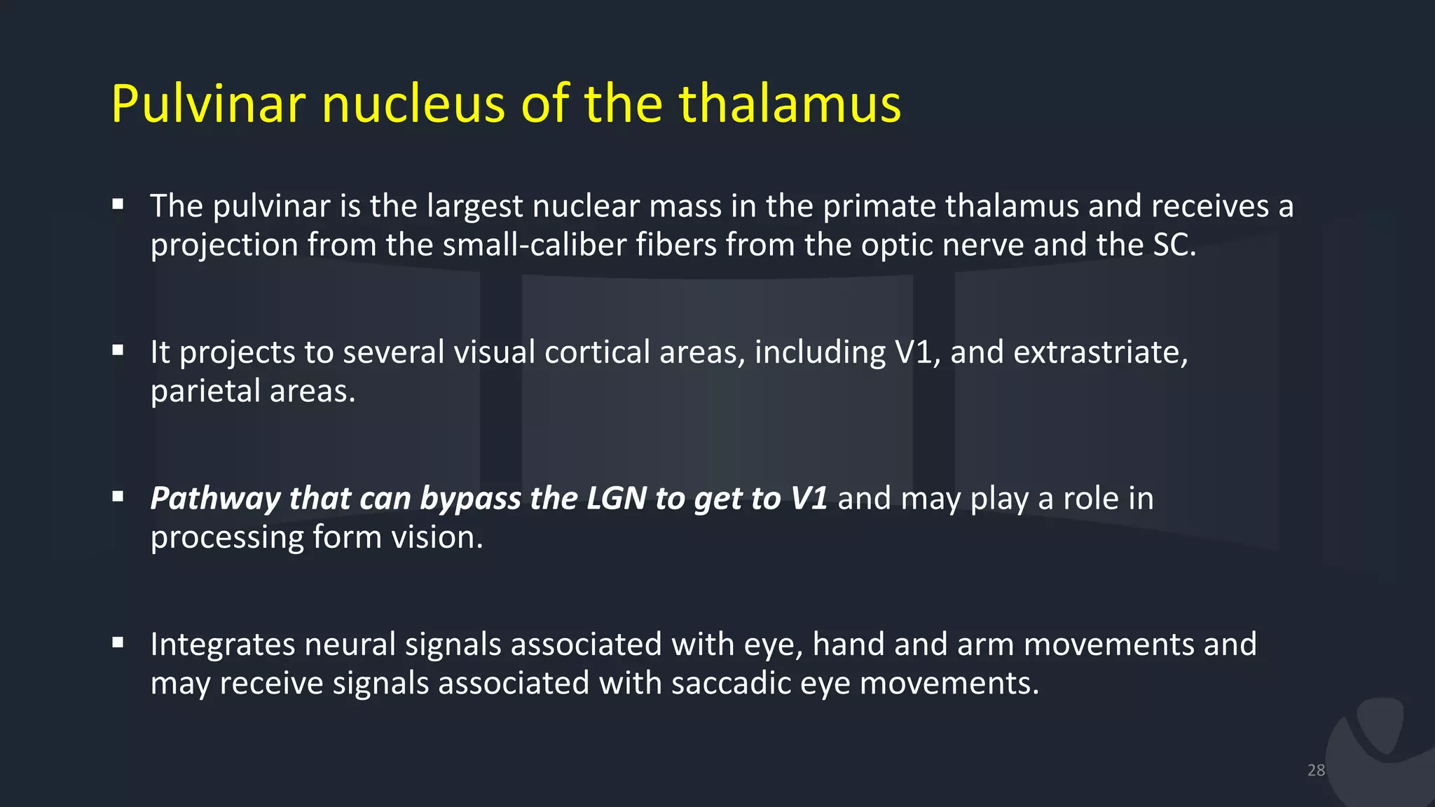  The pulvinar is the largest nuclear mass in the primate thalamus and receives a
projection from the small-caliber fibers from the optic nerve and the SC.
 It projects to several visual cortical areas, including V1, and extrastriate,
parietal areas.
 Pathway that can bypass the LGN to get to V1 and may play a role in
processing form vision.
 Integrates neural signals associated with eye, hand and arm movements and
may receive signals associated with saccadic eye movements.
28
Pulvinar nucleus of the thalamus
 