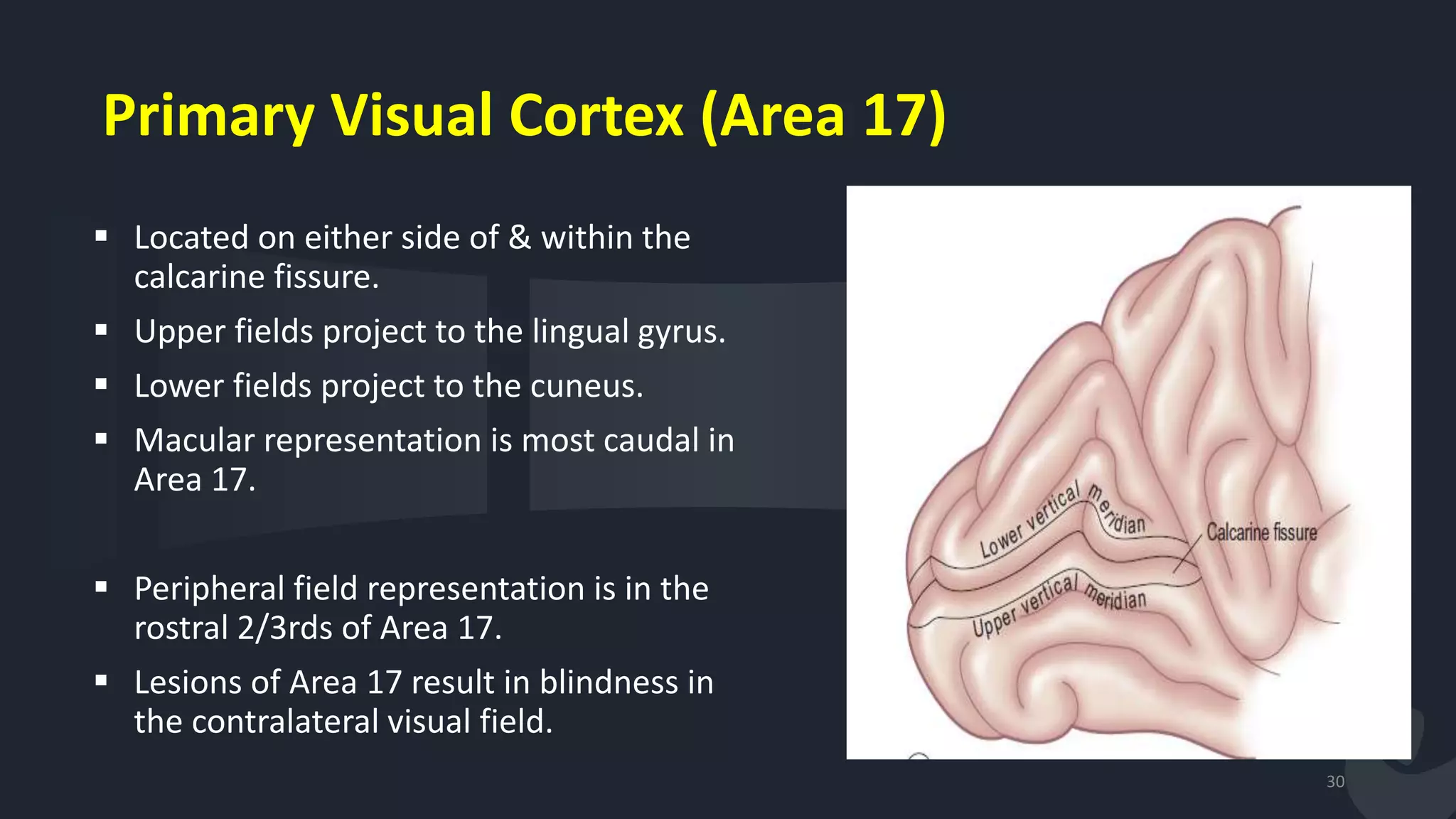 Primary Visual Cortex (Area 17)
 Located on either side of & within the
calcarine fissure.
 Upper fields project to the lingual gyrus.
 Lower fields project to the cuneus.
 Macular representation is most caudal in
Area 17.
 Peripheral field representation is in the
rostral 2/3rds of Area 17.
 Lesions of Area 17 result in blindness in
the contralateral visual field.
30
 