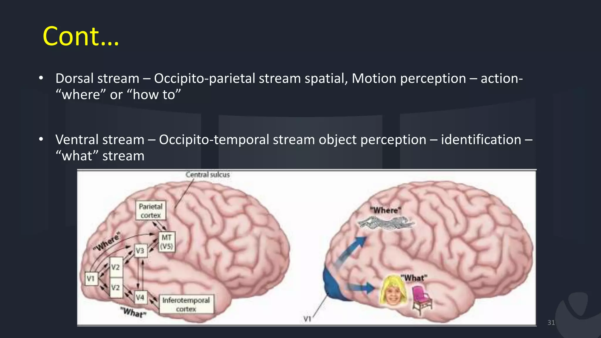 Cont…
• Dorsal stream – Occipito-parietal stream spatial, Motion perception – action-
“where” or “how to”
• Ventral stream – Occipito-temporal stream object perception – identification –
“what” stream
31
 