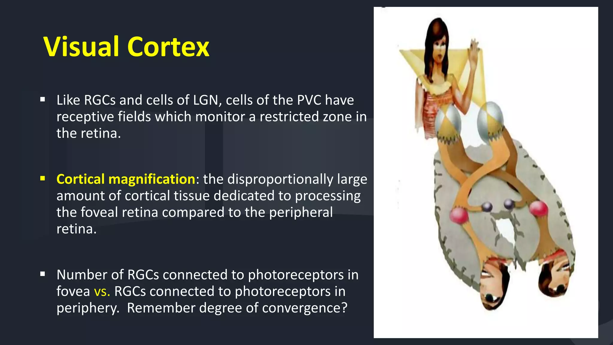Visual Cortex
 Like RGCs and cells of LGN, cells of the PVC have
receptive fields which monitor a restricted zone in
the retina.
 Cortical magnification: the disproportionally large
amount of cortical tissue dedicated to processing
the foveal retina compared to the peripheral
retina.
 Number of RGCs connected to photoreceptors in
fovea vs. RGCs connected to photoreceptors in
periphery. Remember degree of convergence?
37
 