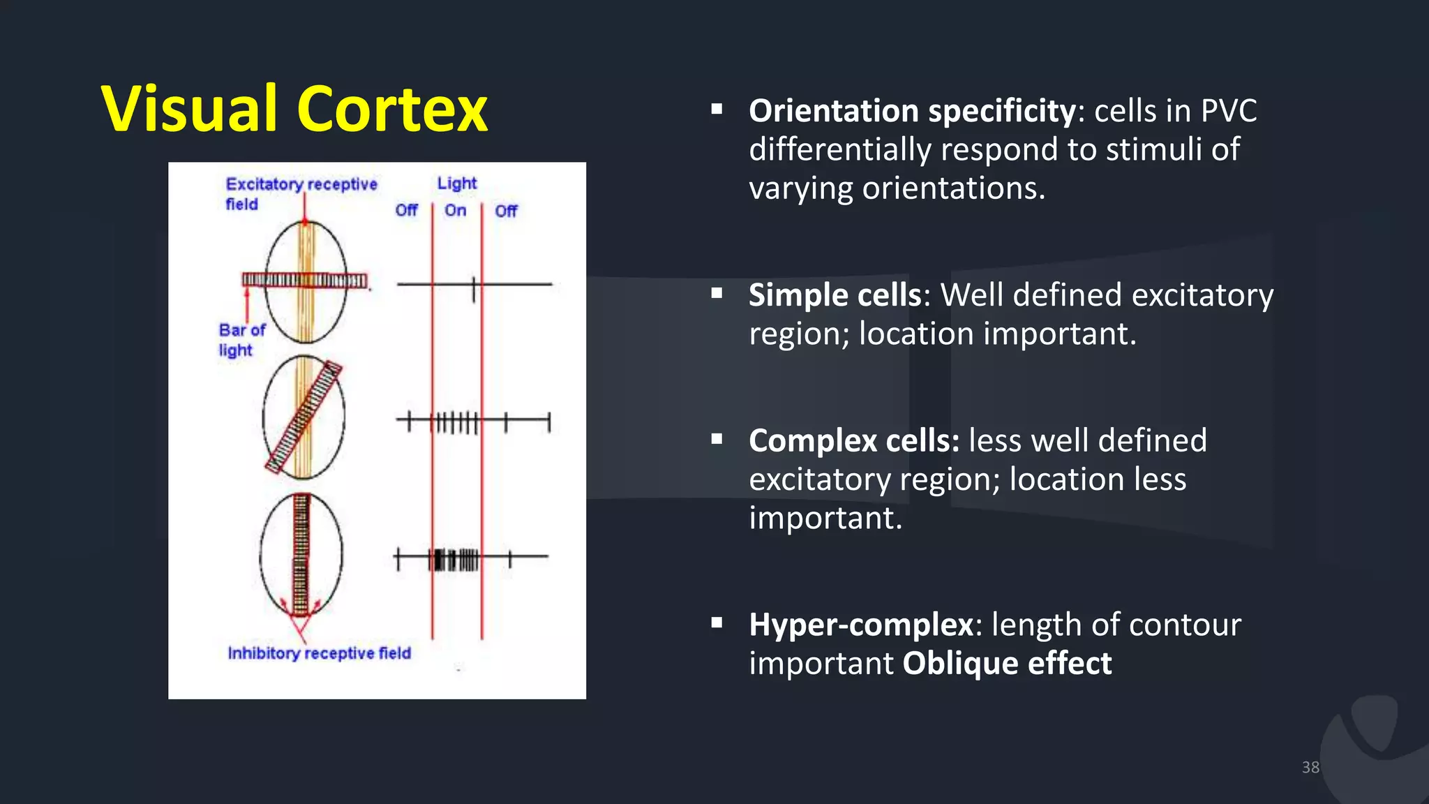 38
 Orientation specificity: cells in PVC
differentially respond to stimuli of
varying orientations.
 Simple cells: Well defined excitatory
region; location important.
 Complex cells: less well defined
excitatory region; location less
important.
 Hyper-complex: length of contour
important Oblique effect
Visual Cortex
 