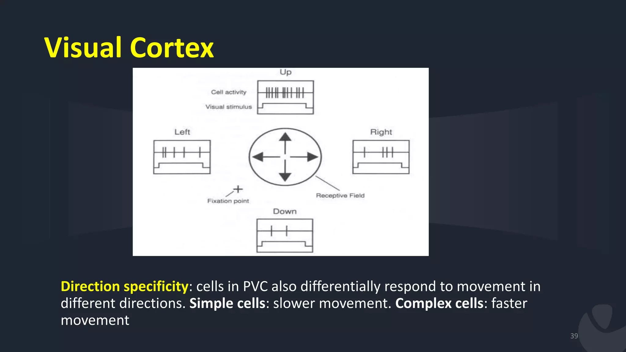 39
Direction specificity: cells in PVC also differentially respond to movement in
different directions. Simple cells: slower movement. Complex cells: faster
movement
Visual Cortex
 