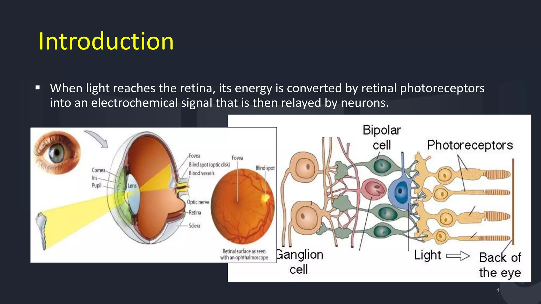 Introduction
 When light reaches the retina, its energy is converted by retinal photoreceptors
into an electrochemical signal that is then relayed by neurons.
4
 