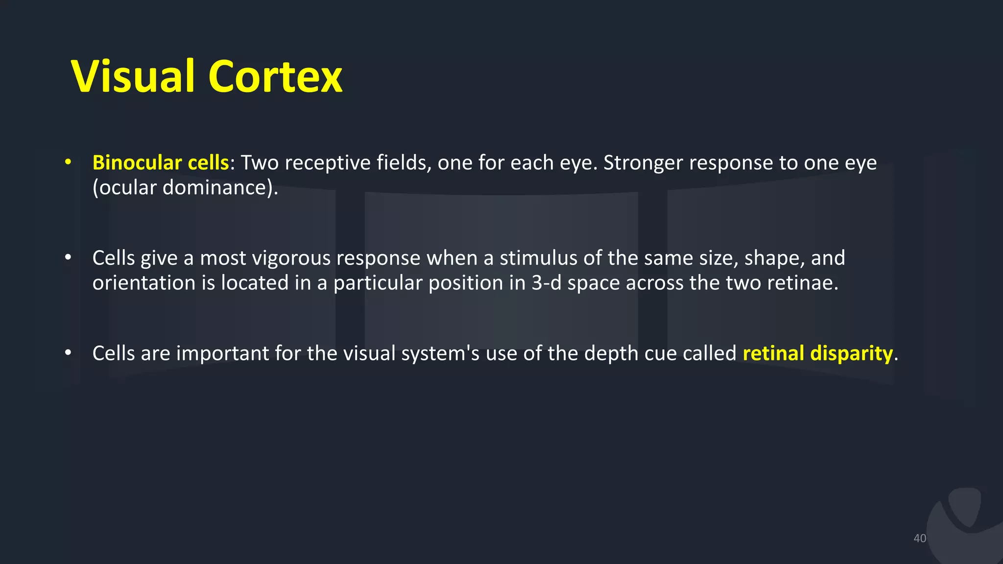 • Binocular cells: Two receptive fields, one for each eye. Stronger response to one eye
(ocular dominance).
• Cells give a most vigorous response when a stimulus of the same size, shape, and
orientation is located in a particular position in 3-d space across the two retinae.
• Cells are important for the visual system's use of the depth cue called retinal disparity.
40
Visual Cortex
 