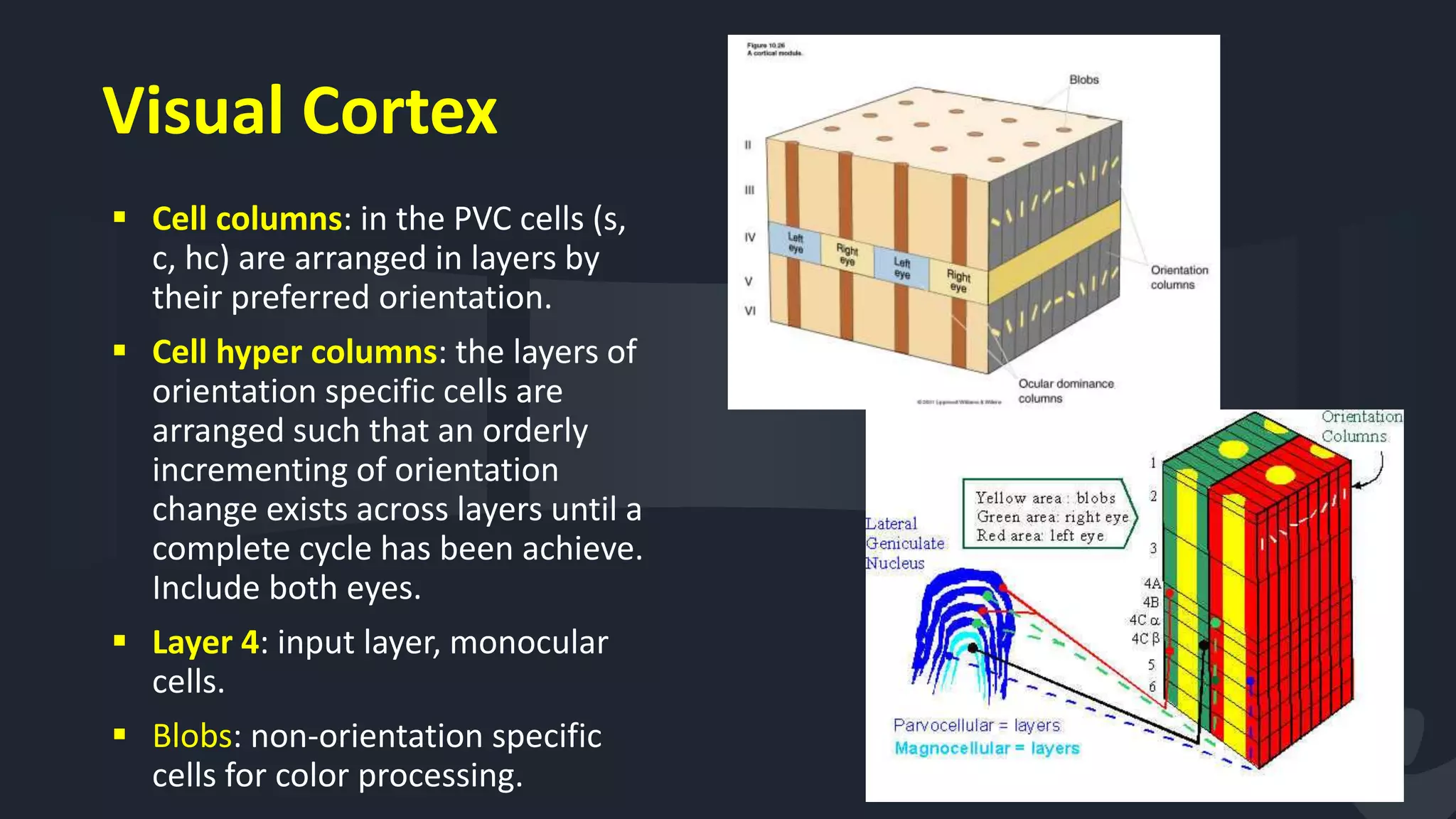 41
 Cell columns: in the PVC cells (s,
c, hc) are arranged in layers by
their preferred orientation.
 Cell hyper columns: the layers of
orientation specific cells are
arranged such that an orderly
incrementing of orientation
change exists across layers until a
complete cycle has been achieve.
Include both eyes.
 Layer 4: input layer, monocular
cells.
 Blobs: non-orientation specific
cells for color processing.
Visual Cortex
 