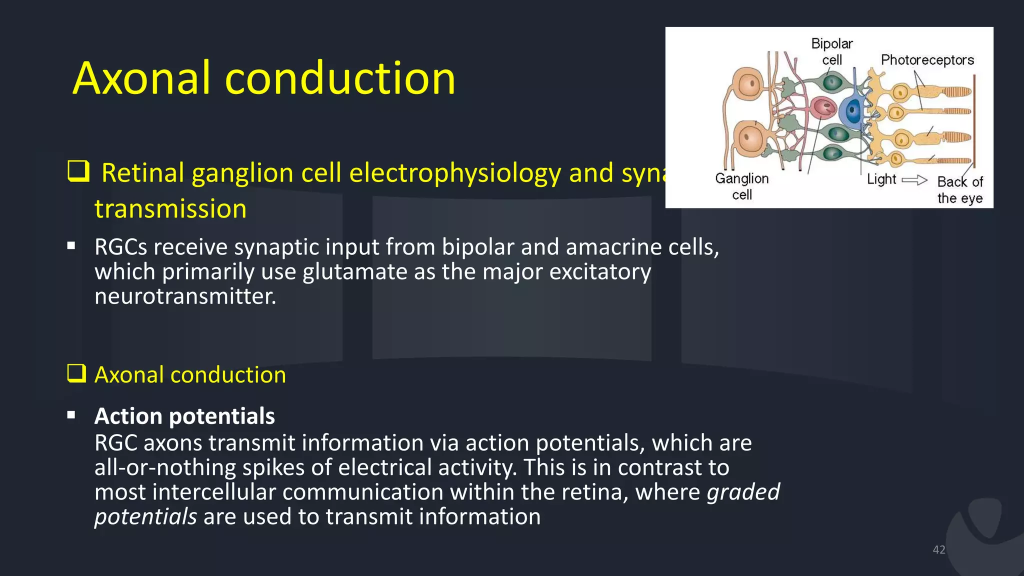 Axonal conduction
 Retinal ganglion cell electrophysiology and synaptic
transmission
 RGCs receive synaptic input from bipolar and amacrine cells,
which primarily use glutamate as the major excitatory
neurotransmitter.
 Axonal conduction
 Action potentials
RGC axons transmit information via action potentials, which are
all-or-nothing spikes of electrical activity. This is in contrast to
most intercellular communication within the retina, where graded
potentials are used to transmit information
42
 