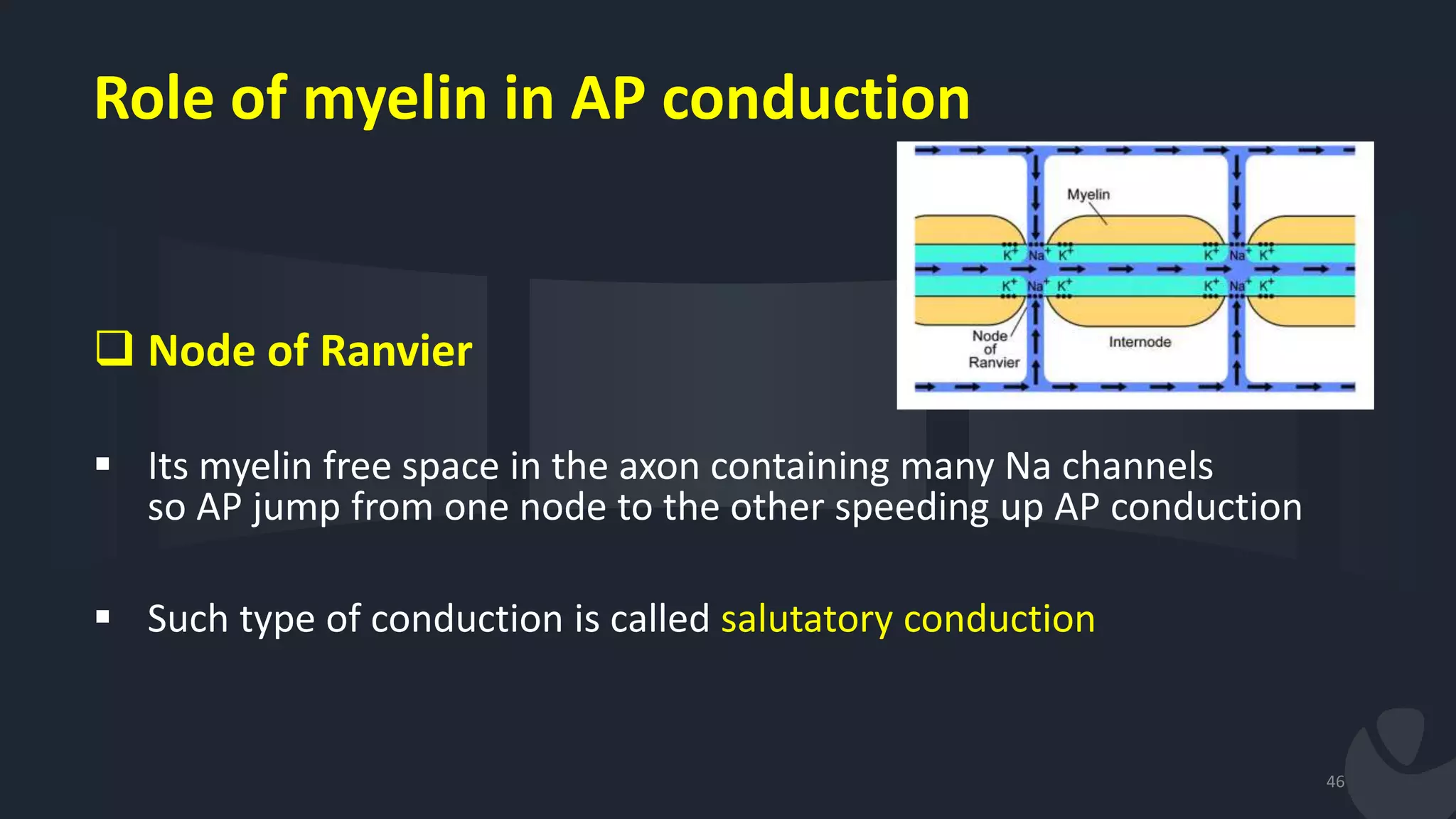  Node of Ranvier
 Its myelin free space in the axon containing many Na channels
so AP jump from one node to the other speeding up AP conduction
 Such type of conduction is called salutatory conduction
46
Role of myelin in AP conduction
 