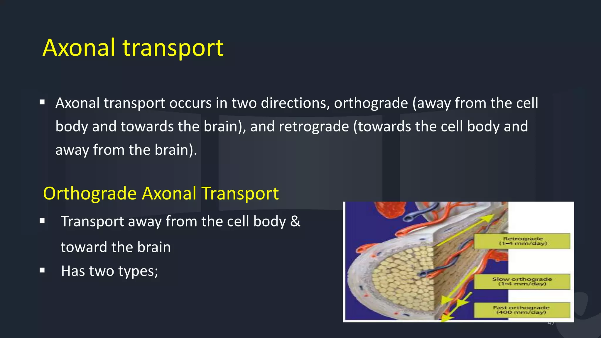 Axonal transport
 Axonal transport occurs in two directions, orthograde (away from the cell
body and towards the brain), and retrograde (towards the cell body and
away from the brain).
Orthograde Axonal Transport
 Transport away from the cell body &
toward the brain
 Has two types;
47
 