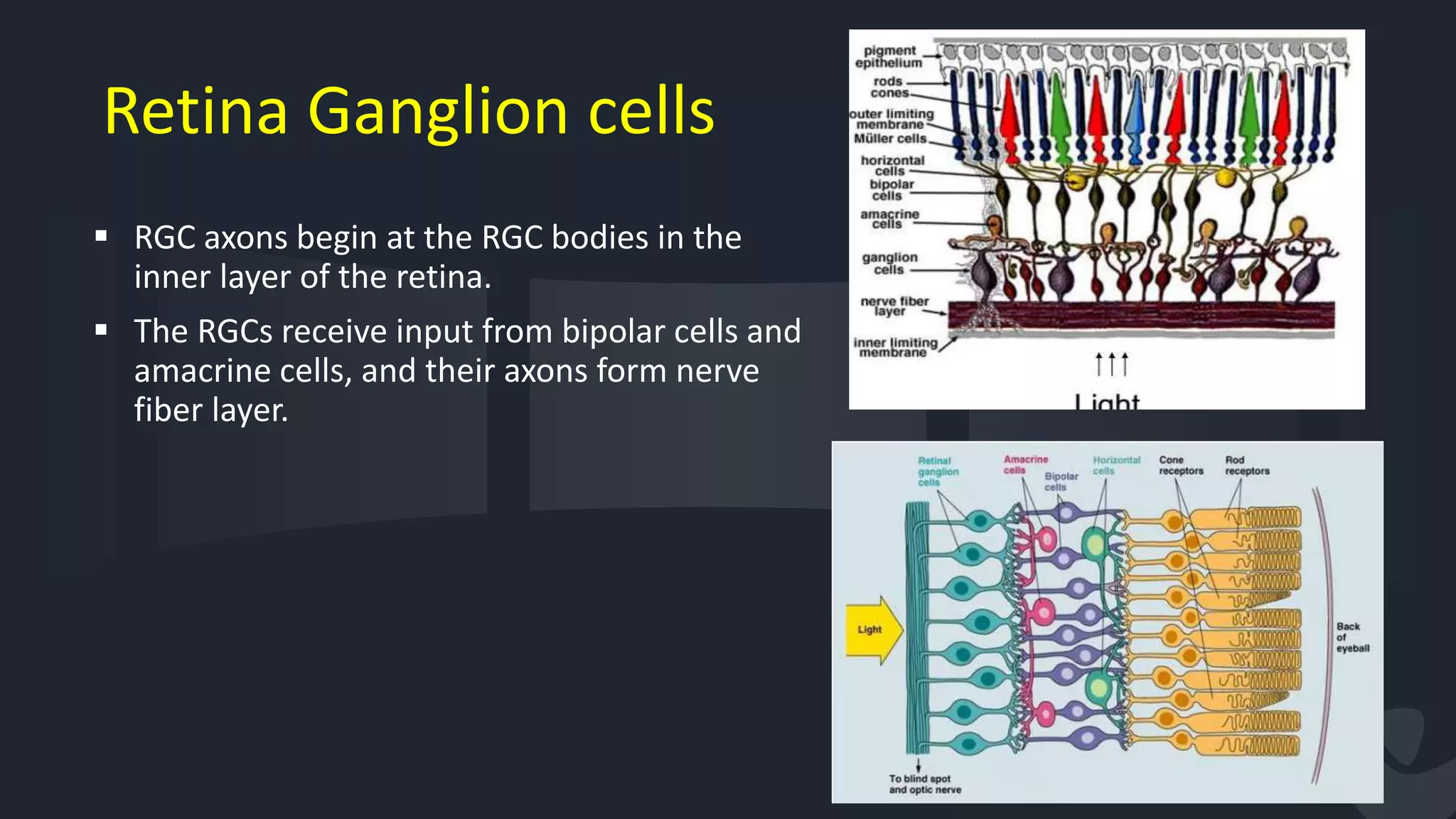 Retina Ganglion cells
 RGC axons begin at the RGC bodies in the
inner layer of the retina.
 The RGCs receive input from bipolar cells and
amacrine cells, and their axons form nerve
fiber layer.
5
 