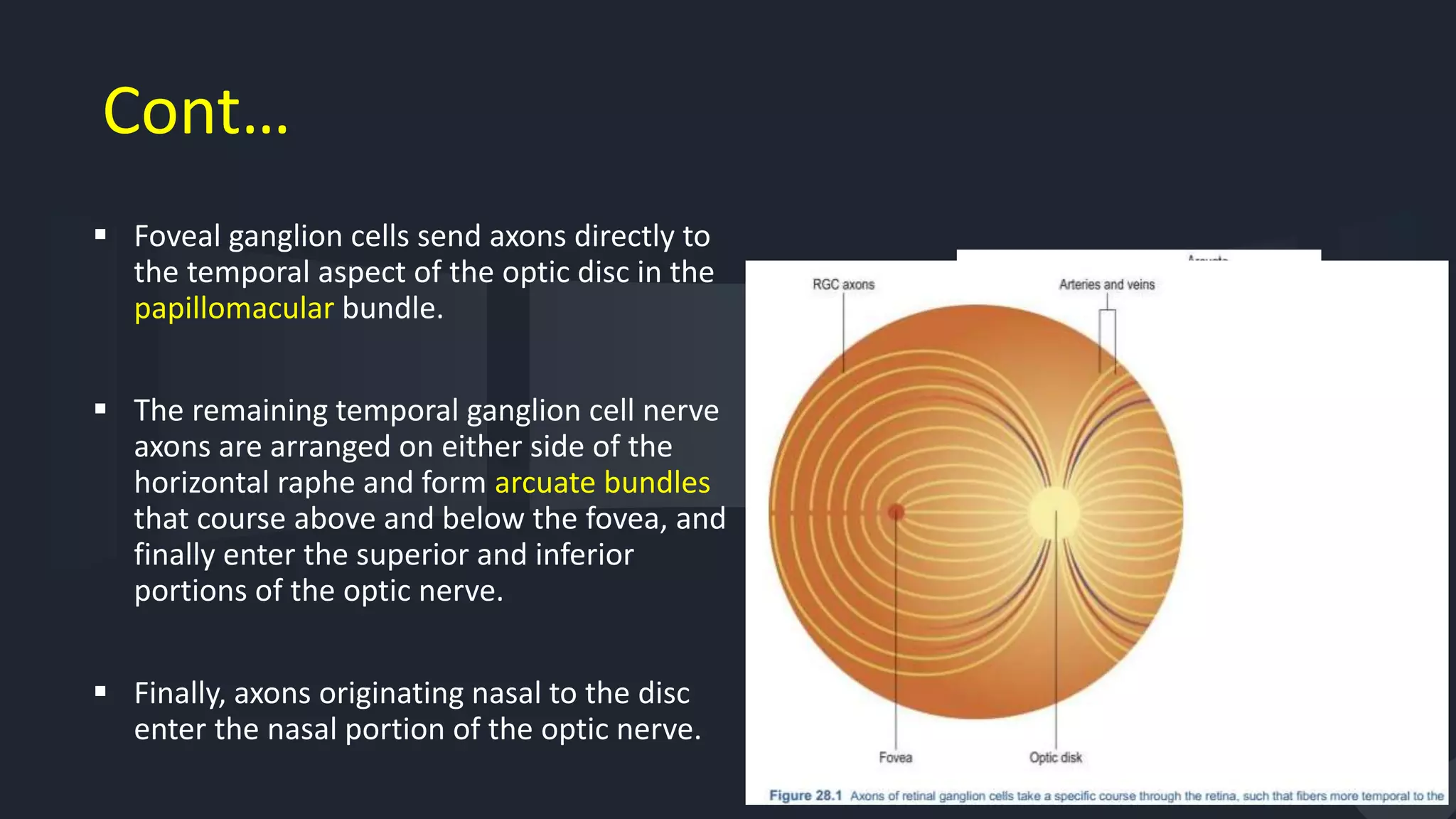 Cont…
 Foveal ganglion cells send axons directly to
the temporal aspect of the optic disc in the
papillomacular bundle.
 The remaining temporal ganglion cell nerve
axons are arranged on either side of the
horizontal raphe and form arcuate bundles
that course above and below the fovea, and
finally enter the superior and inferior
portions of the optic nerve.
 Finally, axons originating nasal to the disc
enter the nasal portion of the optic nerve.
9
 