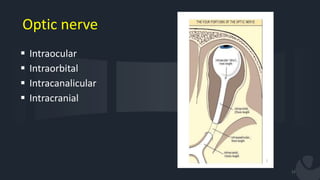Physiology of the visual pathway & cerebral integration | PPTX