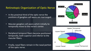 Lies Rearranged Physiology of the visual pathway & cerebral integration | PPTX