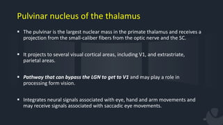 Physiology of the visual pathway & cerebral integration | PPTX