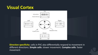 Physiology of the visual pathway & cerebral integration | PPTX