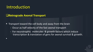 Physiology of the visual pathway & cerebral integration | PPTX