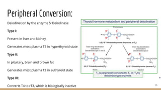 Peripheral Conversion:
Deiodination by the enzyme 5’ Deiodinase
Type I:
Present in liver and kidney
Generates most plasma T3 in hyperthyroid state
Type II:
In pituitary, brain and brown fat
Generates most plasma T3 in euthyroid state
Type III:
Converts T4 to rT3, which is biologically inactive 13
 