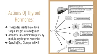 Actions Of Thyroid
Hormones:
➔ Transported inside the cells via
simple and facilitated diffusion
➔ Action via intranuclear receptors, by
modulating the gene expression
➔ Overall effect: Changes in BMR
15
 