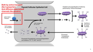 6
Both by active transport
(Na-I symporter)
And diffusion (specialized
channels like pendrin)
 