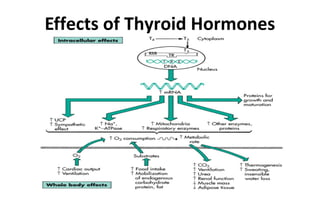 Physiology of thyroid and pancreas.pptx