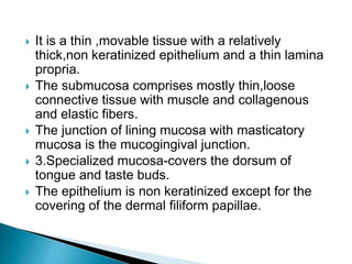  It is a thin ,movable tissue with a relatively
thick,non keratinized epithelium and a thin lamina
propria.
 The submucosa comprises mostly thin,loose
connective tissue with muscle and collagenous
and elastic fibers.
 The junction of lining mucosa with masticatory
mucosa is the mucogingival junction.
 3.Specialized mucosa-covers the dorsum of
tongue and taste buds.
 The epithelium is non keratinized except for the
covering of the dermal filiform papillae.
 