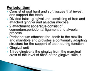 Periodontium
 Consist of oral hard and soft tissues that invest
and support the teeth
 Divided into:1.gingival unit-consisting of free and
attached gingiva and alveolar mucosa.
 2.attachment apparatus-consist of
cementum,periodontal ligament and alveolar
process.
 Periodontium attaches the teeth to the maxilla
and mandible and provides a continually adapting
structure for the support of teeth during function.
 Gingival unit-
 1.free gingiva-is the gingiva from the marginal
crest to the level of base of the gingival sulcus.
 