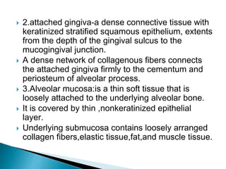 2.attached gingiva-a dense connective tissue with
keratinized stratified squamous epithelium, extents
from the depth of the gingival sulcus to the
mucogingival junction.
 A dense network of collagenous fibers connects
the attached gingiva firmly to the cementum and
periosteum of alveolar process.
 3.Alveolar mucosa:is a thin soft tissue that is
loosely attached to the underlying alveolar bone.
 It is covered by thin ,nonkeratinized epithelial
layer.
 Underlying submucosa contains loosely arranged
collagen fibers,elastic tissue,fat,and muscle tissue.
 