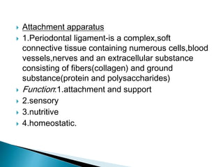  Attachment apparatus
 1.Periodontal ligament-is a complex,soft
connective tissue containing numerous cells,blood
vessels,nerves and an extracellular substance
consisting of fibers(collagen) and ground
substance(protein and polysaccharides)
 Function:1.attachment and support
 2.sensory
 3.nutritive
 4.homeostatic.
 