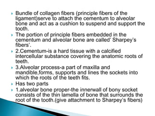  Bundle of collagen fibers (principle fibers of the
ligament)serve to attach the cementum to alveolar
bone and act as a cushion to suspend and support the
tooth.
 The portion of principle fibers embedded in the
cementum and alveolar bone are called’ Sharpey’s
fibers’.
 2.Cementum-is a hard tissue with a calcified
intercellular substance covering the anatomic roots of
teeth.
 3.Alveolar process-a part of maxilla and
mandible,forms, supports and lines the sockets into
which the roots of the teeth fits.
 Has two parts
 1.alveolar bone proper-the innerwall of bony socket
consists of the thin lamella of bone that surrounds the
root of the tooth.(give attachment to Sharpey’s fibers)
 