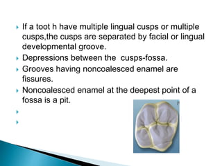  If a toot h have multiple lingual cusps or multiple
cusps,the cusps are separated by facial or lingual
developmental groove.
 Depressions between the cusps-fossa.
 Grooves having noncoalesced enamel are
fissures.
 Noncoalesced enamel at the deepest point of a
fossa is a pit.


 