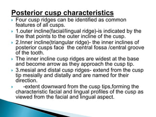 Posterior cusp characteristics
 Four cusp ridges can be identified as common
features of all cusps.
 1.outer incline(facial/lingual ridge)-is indicated by the
line that points to the outer incline of the cusp.
 2.Inner incline(triangular ridge)- the inner inclines of
posterior cusps face the central fossa /central groove
of the tooth.
 The inner incline cusp ridges are widest at the base
and become arrow as they approach the cusp tip.
 3.mesial and distal cusp ridges- extend from the cusp
tip mesially and distally and are named for their
direction.
 -extent downward from the cusp tips,forming the
characteristic facial and lingual profiles of the cusp as
viewed from the facial and lingual aspect.
 