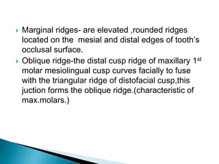  Marginal ridges- are elevated ,rounded ridges
located on the mesial and distal edges of tooth’s
occlusal surface.
 Oblique ridge-the distal cusp ridge of maxillary 1st
molar mesiolingual cusp curves facially to fuse
with the triangular ridge of distofacial cusp,this
juction forms the oblique ridge.(characteristic of
max.molars.)
 