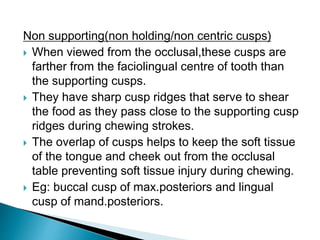Non supporting(non holding/non centric cusps)
 When viewed from the occlusal,these cusps are
farther from the faciolingual centre of tooth than
the supporting cusps.
 They have sharp cusp ridges that serve to shear
the food as they pass close to the supporting cusp
ridges during chewing strokes.
 The overlap of cusps helps to keep the soft tissue
of the tongue and cheek out from the occlusal
table preventing soft tissue injury during chewing.
 Eg: buccal cusp of max.posteriors and lingual
cusp of mand.posteriors.
 