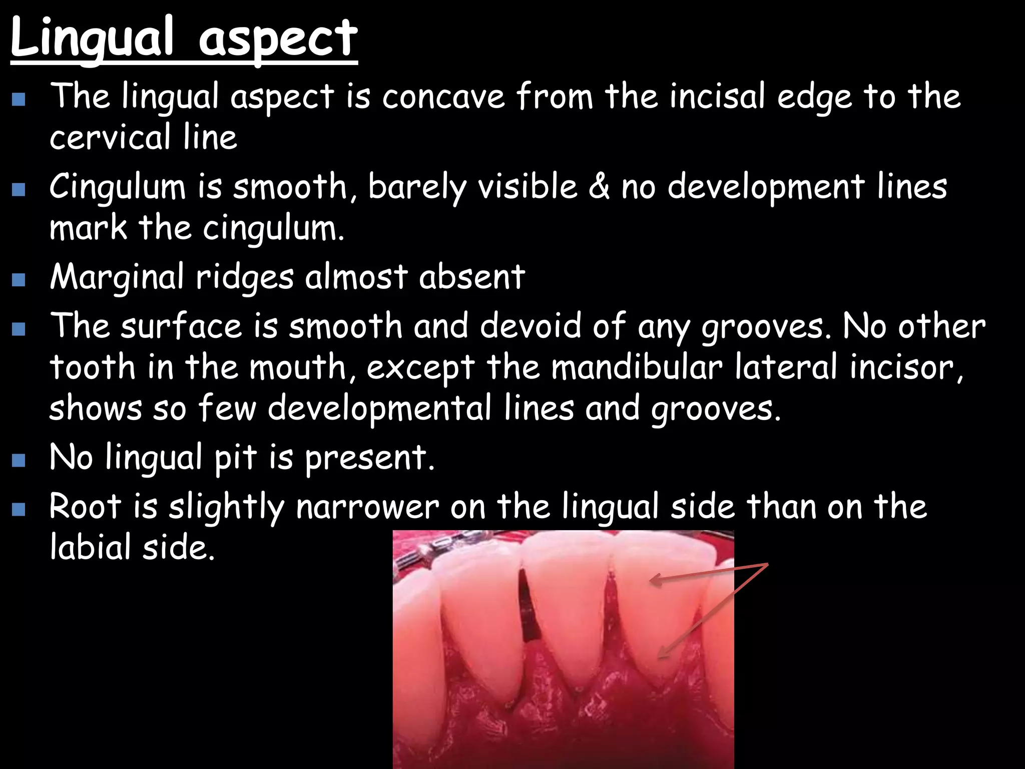 dental anatomy & physiology of permanent teeth | PPTX