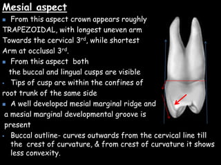 Messially Angulated dental anatomy & physiology of permanent teeth | PPTX