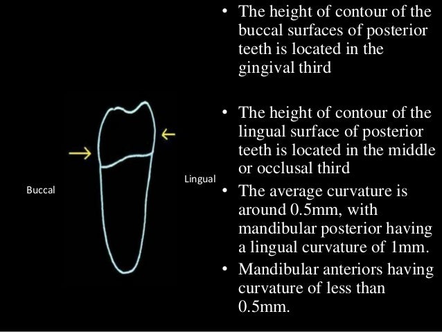 dental anatomy physiology of permanent teeth dental surfaces chart