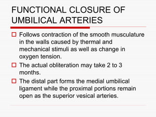 FUNCTIONAL CLOSURE OF
UMBILICAL ARTERIES
 Follows contraction of the smooth musculature
in the walls caused by thermal and
mechanical stimuli as well as change in
oxygen tension.
 The actual obliteration may take 2 to 3
months.
 The distal part forms the medial umbilical
ligament while the proximal portions remain
open as the superior vesical arteries.
 