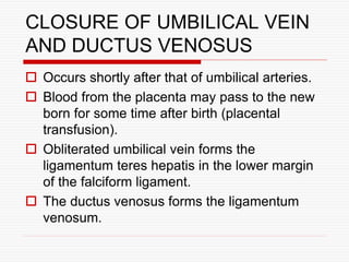 CLOSURE OF UMBILICAL VEIN
AND DUCTUS VENOSUS
 Occurs shortly after that of umbilical arteries.
 Blood from the placenta may pass to the new
born for some time after birth (placental
transfusion).
 Obliterated umbilical vein forms the
ligamentum teres hepatis in the lower margin
of the falciform ligament.
 The ductus venosus forms the ligamentum
venosum.
 