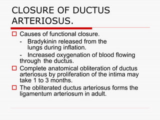  Causes of functional closure.
- Bradykinin released from the
lungs during inflation.
- Increased oxygenation of blood flowing
through the ductus.
 Complete anatomical obliteration of ductus
arteriosus by proliferation of the intima may
take 1 to 3 months.
 The obliterated ductus arteriosus forms the
ligamentum arteriosum in adult.
CLOSURE OF DUCTUS
ARTERIOSUS.
 