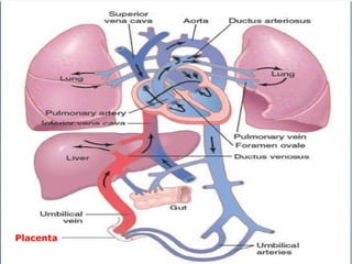 FETAL RESPIRATION
 The fetal lung is an outgrowth of the primitive
foregut.
 Full differentiation of the capillary and
canalicular elements of the lungs is apparent
by the 20th week of intrauterine life.
 Alveoli develop between 24-26 weeks of fetal
life.
 Type II alveolar cells produce surfactant.
 Surfactants prevent collapse of alveoli during
expiration by lowering surface tension
 Fetus practices breathing by 10 weeks but the
lungs remains collapsedPlacenta
 