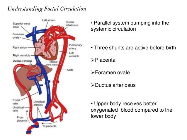 Ductus arteriosus closure Ductus arteriosus closure