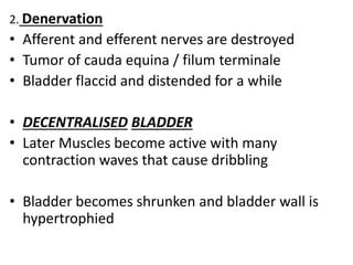 2. Denervation
• Afferent and efferent nerves are destroyed
• Tumor of cauda equina / filum terminale
• Bladder flaccid and distended for a while
• DECENTRALISED BLADDER
• Later Muscles become active with many
contraction waves that cause dribbling
• Bladder becomes shrunken and bladder wall is
hypertrophied
 