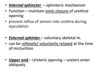 • Internal sphincter – sphinteric mechanism
• Function – maintain tonic closure of urethral
opening
• prevent reflux of semen into urethra during
ejaculation
• External sphinter – voluntary skeletal m.
• can be reflexely/ voluntarily relaxed at the time
of micturition
• Upper end – Ureteric opening – ureters enter
obliquely
 