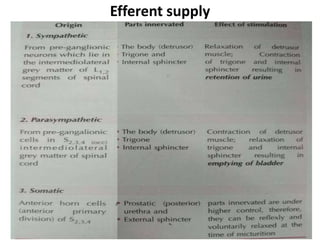 Efferent supply
 