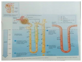 Physiology of Urine Formation