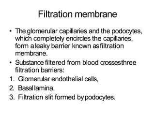 Principle of filtration
• Theuseof pressure to force fluids and
solutes through amembrane is samein
glomerular capillaries...